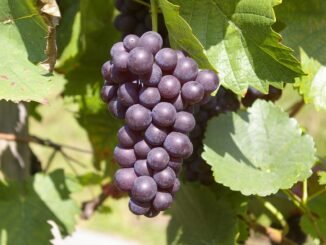 Detailed shot of ripe purple grapes hanging on the vine under the sun, surrounded by green leaves.