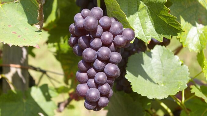 Detailed shot of ripe purple grapes hanging on the vine under the sun, surrounded by green leaves.