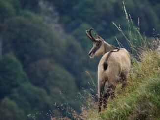 A chamois goat stands majestically on a grassy mountain slope.