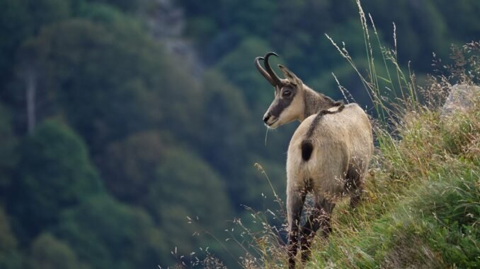 A chamois goat stands majestically on a grassy mountain slope.