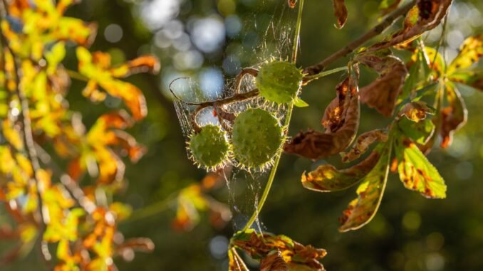 Close-up of sunlit chestnuts surrounded by spider webbing and fall leaves in a forest.