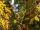 Close-up of sunlit chestnuts surrounded by spider webbing and fall leaves in a forest.