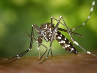 Detailed macro capture of Aedes albopictus mosquito on human skin.