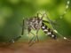 Detailed macro capture of Aedes albopictus mosquito on human skin.
