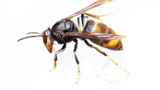 Asian hornet