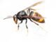 Asian hornet